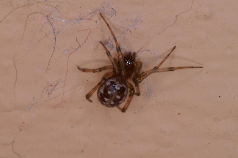 Steatoda_grossa_D3206_Z_85_Valle Gran Rey_Spanje.jpg